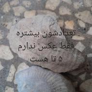 تعداد فسیل ها بیشتر است قرار بزارید بقیه هم نشون میدم 5 تا
