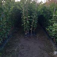 فروش نهال صددرصد تضمینی مرکبات