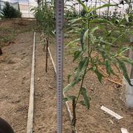 نیروی خانم با خانواده با امکان اسکان در گلخانه طاهرده