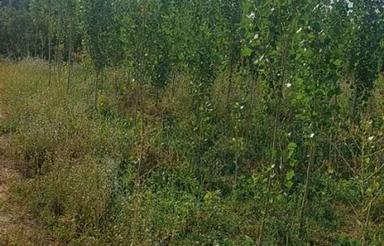 فروش زمین کناراتوبان شمس