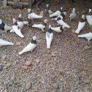 کبوتر طوقی اصل