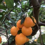 تامسون چیده شده آماده