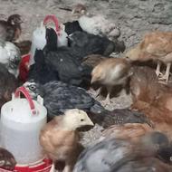 جوجه محلی سالم سرحال واکسن زده دارو هم دادم به شان