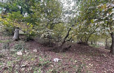 1000متر زمین وافع در رامسر