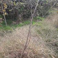 نهال کیوی تو سرخ وتو زرد