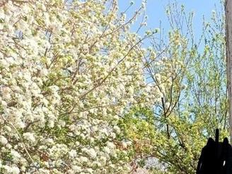 باغ *فوری* شهرستان صحنه