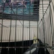 عروس هلندی نر