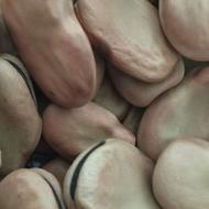 فروش باقلا 3بند