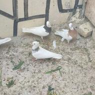 طوقی نرو ماده