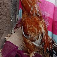 خروس لاری ابرش