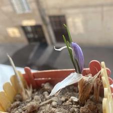 پیاز زعفران