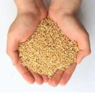 خریدار گندم هستم تا 5تن چکی 2ماهه کیلویی 30 درجزین هستم