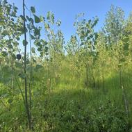 فروش زمین مسکونی