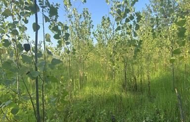 فروش زمین مسکونی