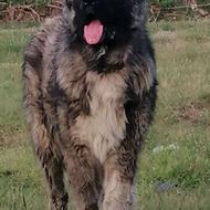 سگه قفقازی سالم نر واگذاری