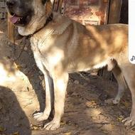 واگذاری چند قلاده سگ نگهبان