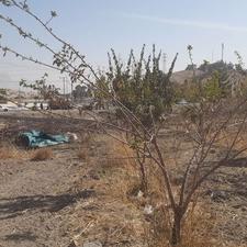 فروش زمین فعلا کشاورزی ورودی اصلی شهر برجاده