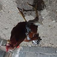 خروس لاری لاری