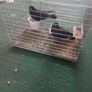 کبوتر زاغ تهرانی