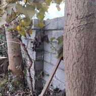 فروش صنوبر 5عدد خیلی هم قرسن