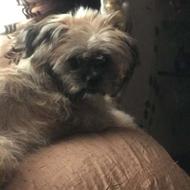 پامر شیتزو سایز صفرواگذار