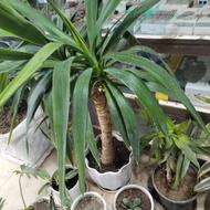 گل آپارتمانی