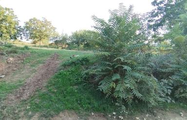 فروش زمین مسکونی ،میاندرود