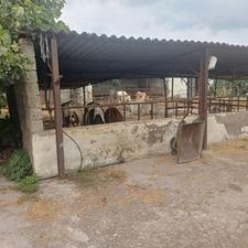 کارگر دامداری