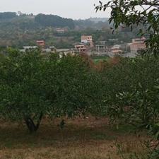 زمین باغ نارنگی پرتقال 4000متر تنگلته مرمت ویو عالی