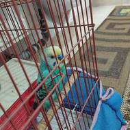 مرغ عشق نر بدون قفس