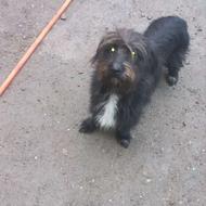 واگذاری پت خانگی، بازیگوش