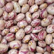 انواع لو بیا چیتی