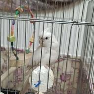 عروس هلندی سخنگو