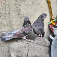 کفتر سرور عتیقه