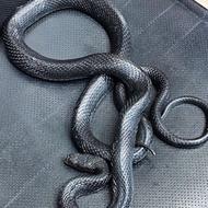 مار دستی 2 متری