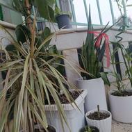 گل و گیاه آپارتمانی