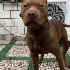 واگذاری سگ‌پیتبول