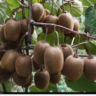 فروش زمین کشاورزی 500 متر در بندبن