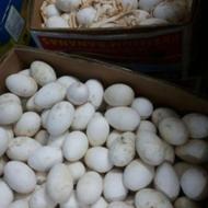 خرید تخم غاز نطفه دار و جوجه یکروزه