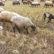 فروش 2راس گوسفندابستن شیرکرده