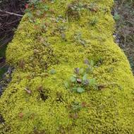 انواع خزه ستاره ای و جنگلی پرپشت و شاداب