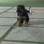 توله سگ ژرمن شپرد واگذاری