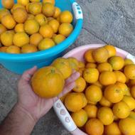 پرتقال شیرین وتازه