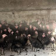 فروش بوقلون زنده