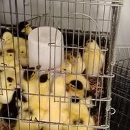 جوجه اردک اسراییلی درجه یک