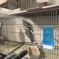 طوطی عروس هلندی