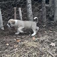 سگ ماد گوسفندی واگذاری