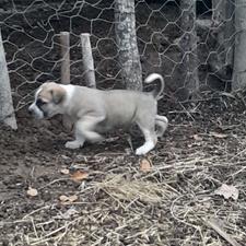 سگ ماد گوسفندی واگذاری