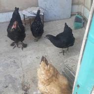 مرغ و خروس برهما