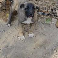 واگذاری توله سرابی ماده